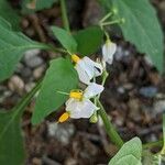 Solanum douglasii flower picture by Kyle Ricio (cc-by-sa)