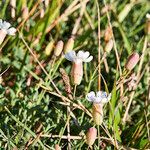 Silene uniflora habit picture by Sans Attaches (cc-by-sa)