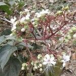 Clerodendrum indicum flower picture by Sakshi SAKSHI SHARMA (cc-by-sa)