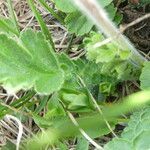 Geum montanum leaf picture by Manon Bounous (cc-by-sa)