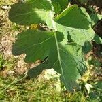 Brassica napus leaf picture by Tobias Arendt (cc-by-sa)