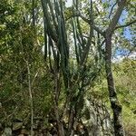 Stenocereus griseus habit picture by Gabriel Ollivier (cc-by-sa)