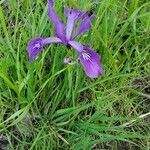 Iris tenax flower picture by Wes Buisman (cc-by-sa)