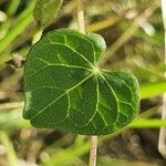 Ipomoea obscura leaf picture by susan brown (cc-by-sa)