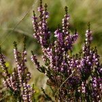 Calluna vulgaris flower picture by Jacques Zuber (cc-by-sa)