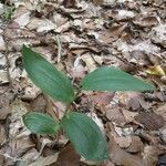 Epipactis helleborine habit picture by Jürgen Jürgenson (cc-by-sa)