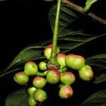 Cymbopetalum brasiliense fruit picture by Jean-François Molino (cc-by-sa)