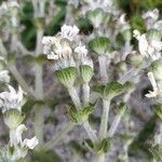 Salvia aethiopis flower picture by Esther Vsoria (cc-by-sa)