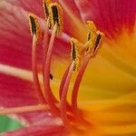 Lilium bulbiferum flower picture by Eugenio Valdelvira (cc-by-sa)