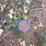 Erigeron speciosus flower picture by Daniel Gonzales (cc-by-sa)