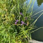 Iris versicolor habit picture by David Hocken (cc-by-sa)