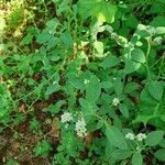 Heliotropium europaeum habit picture by Prieta Javier (cc-by-sa)