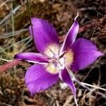 Calochortus macrocarpus flower picture by Ben Ben (cc-by-sa)