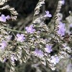 Limonium dichotomum flower picture by Diego Alex (cc-by-sa)