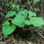 Trillium chloropetalum leaf picture by Tessa K. (cc-by-sa)