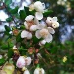 Luma apiculata flower picture by Andrés Guzmán (cc-by-sa)