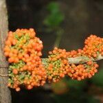 Urera caracasana fruit picture by Nelson Zamora Villalobos (cc-by-nc)