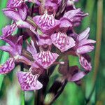 Dactylorhiza purpurella flower picture by Martin Bishop (cc-by-sa)