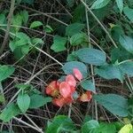 Holmskioldia sanguinea habit picture by Shehadi Ramiz (cc-by-sa)