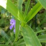 Tradescantia virginiana habit picture by Thierry Bickard (cc-by-sa)