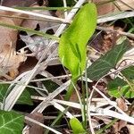 Ophioglossum vulgatum leaf picture by Stéphane Moriniere (cc-by-sa)