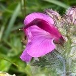 Pedicularis gyroflexa flower picture by Francois Mansour (cc-by-sa)