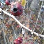 Crataegus laciniata fruit picture by pedro cervera (cc-by-sa)