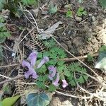 Corydalis solida flower picture by Lydie Bourrel (cc-by-sa)