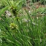 Carex spicata leaf picture by Gerhard Michel (cc-by-sa)