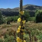 Verbascum macrurum flower picture by Angelos (cc-by-sa)