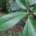 Ficus cahuitensis leaf picture by SINAC Pérez Greivin (cc-by-sa)