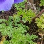 Anemone coronaria leaf picture by Ola Barczak (cc-by-sa)