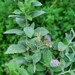 Mentha longifolia leaf picture by Nagyova Viktoria (cc-by-sa)