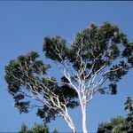 Jacaranda copaia habit picture by Daniel Barthelemy (cc-by-nc)