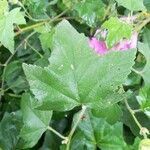 Malva thuringiaca leaf picture by Gilbert Launay (cc-by-sa)