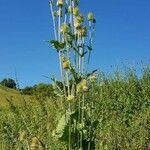 Dipsacus laciniatus habit picture by Radu Nicolau (cc-by-sa)