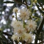 Acacia mearnsii flower picture by Matthieu Gebus (cc-by-sa)