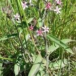 Oxypetalum solanoides habit picture by Trap Hers (cc-by-sa)