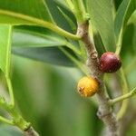 Ficus obliqua fruit picture by nicoplant (cc-by-sa)