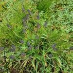 Phleum alpinum habit picture by josef casutt (cc-by-sa)