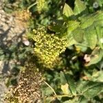 Lepidium draba fruit picture by Urban French Garden (cc-by-sa)