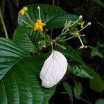 Mussaenda philippica flower picture by Noel Dionson (cc-by-sa)