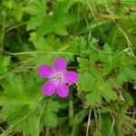 Geranium palustre flower picture by Peter Zeller (cc-by-sa)