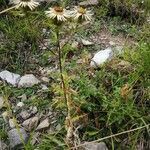 Carlina vulgaris habit picture by Théo Bazire (cc-by-sa)