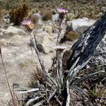 Oritrophium cocuyense habit picture by Fabien Anthelme (cc-by-sa)