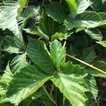 Rubus divaricatus leaf picture by K Gerard (cc-by-sa)