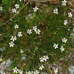 Arenaria grandiflora habit picture by Martin Bishop (cc-by-sa)