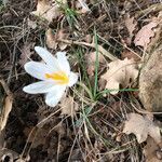 Crocus versicolor leaf picture by gerard vaque (cc-by-sa)