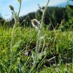 Hieracium villosum habit picture by Jani Zadrgal (cc-by-sa)