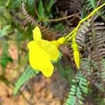 Angadenia lindeniana flower picture by Trap Hers (cc-by-sa)